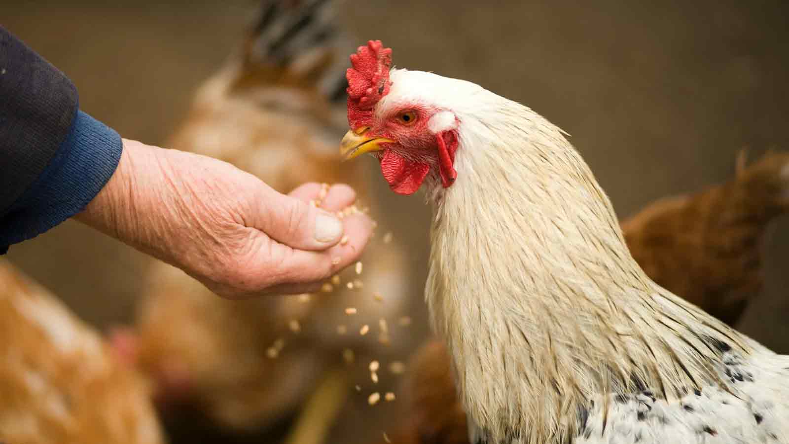 Landwirtschaftskammer Nordrhein Westfalen: Frühjahrsarbeiten auf dem Acker, Online Seminar &raquo;Hühner richtig halten&laquo;
