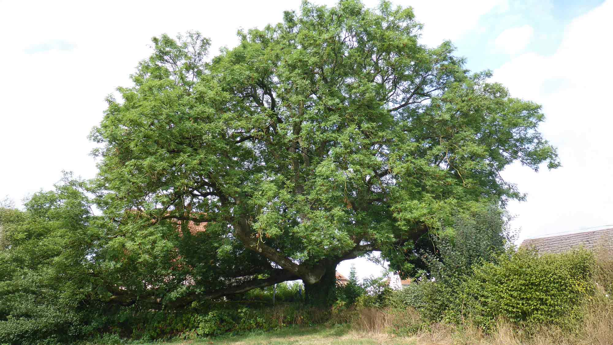 Beirat Untere Naturschutzbehörde – Verlängerung der Naturdenkmalverordnung des Kreises Gütersloh Beirat Untere Naturschutzbehörde – Verlängerung der Naturdenkmalverordnung des Kreises Gütersloh