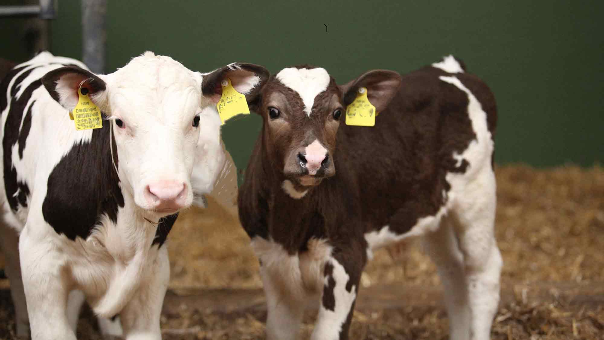 Schon mal vormerken: Hoftag am 1. Juni 2025 in Steinhagen Brockhagen mit Sternekoch Björn Freitag Schon mal vormerken: Hoftag am 1. Juni 2025 in Steinhagen Brockhagen mit Sternekoch Björn Freitag