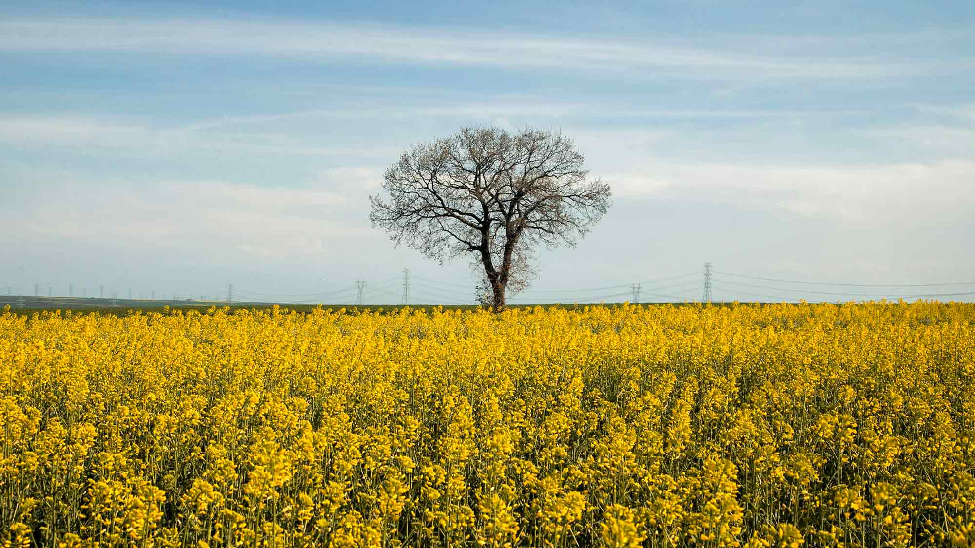 Landwirtschaftskammer Nordrhein Westfalen: Der Raps blüht in NRW, genug Eier zu Ostern, Forsythien nach der Blüte schneiden