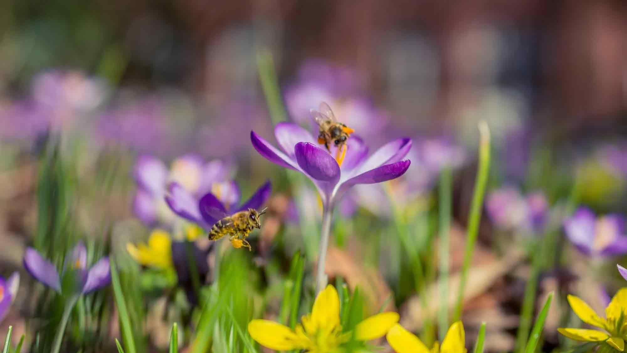 Warum jede Blüte zählt – Klimaschützer fordern Blühwiese auf dem Dreiecksplatz Gütersloh