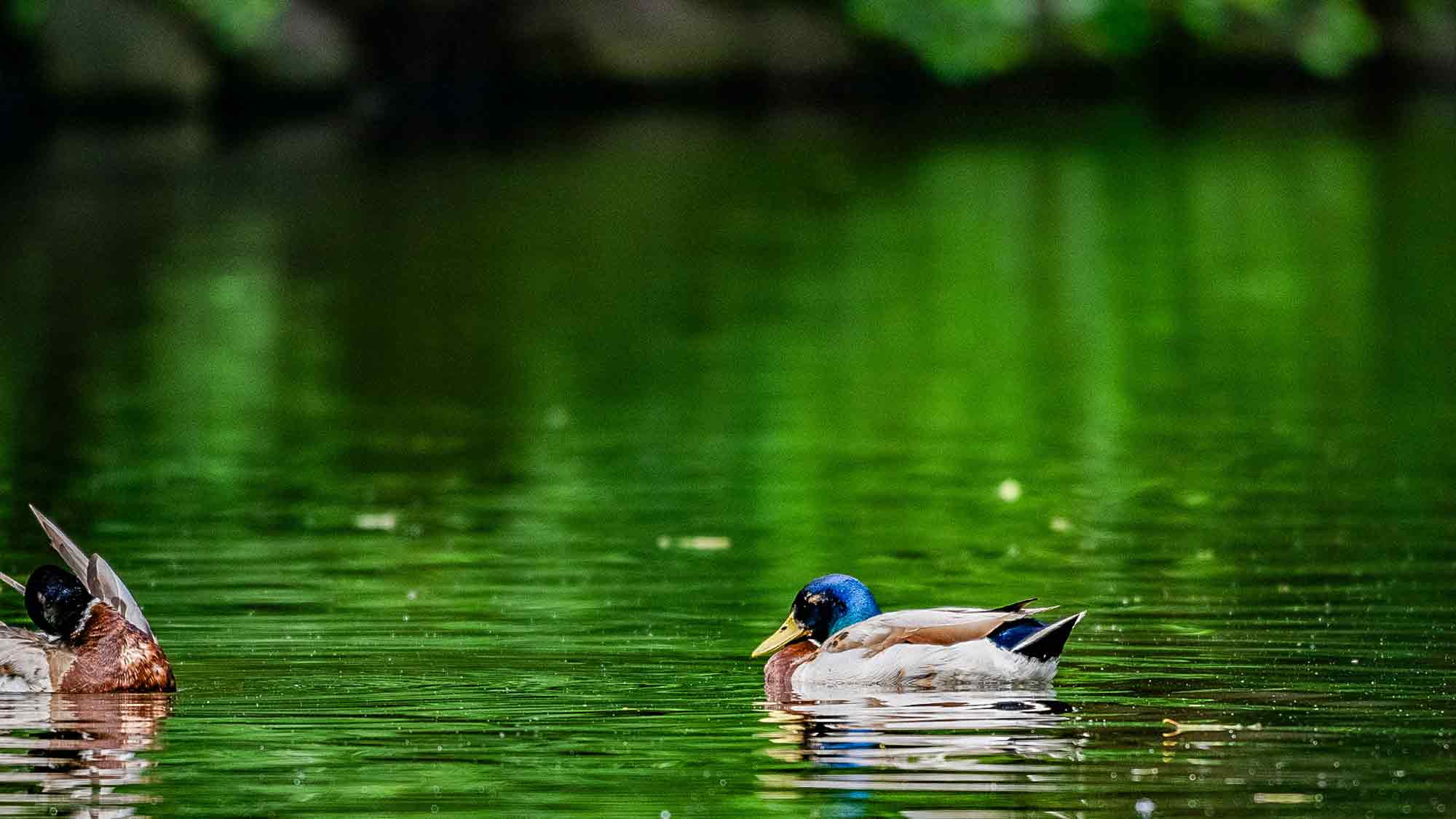 Stockenten schwimmen und gründeln auf Ibrüggers Teich im Stadtpark Gütersloh Stockenten schwimmen und gründeln auf Ibrüggers Teich im Stadtpark Gütersloh