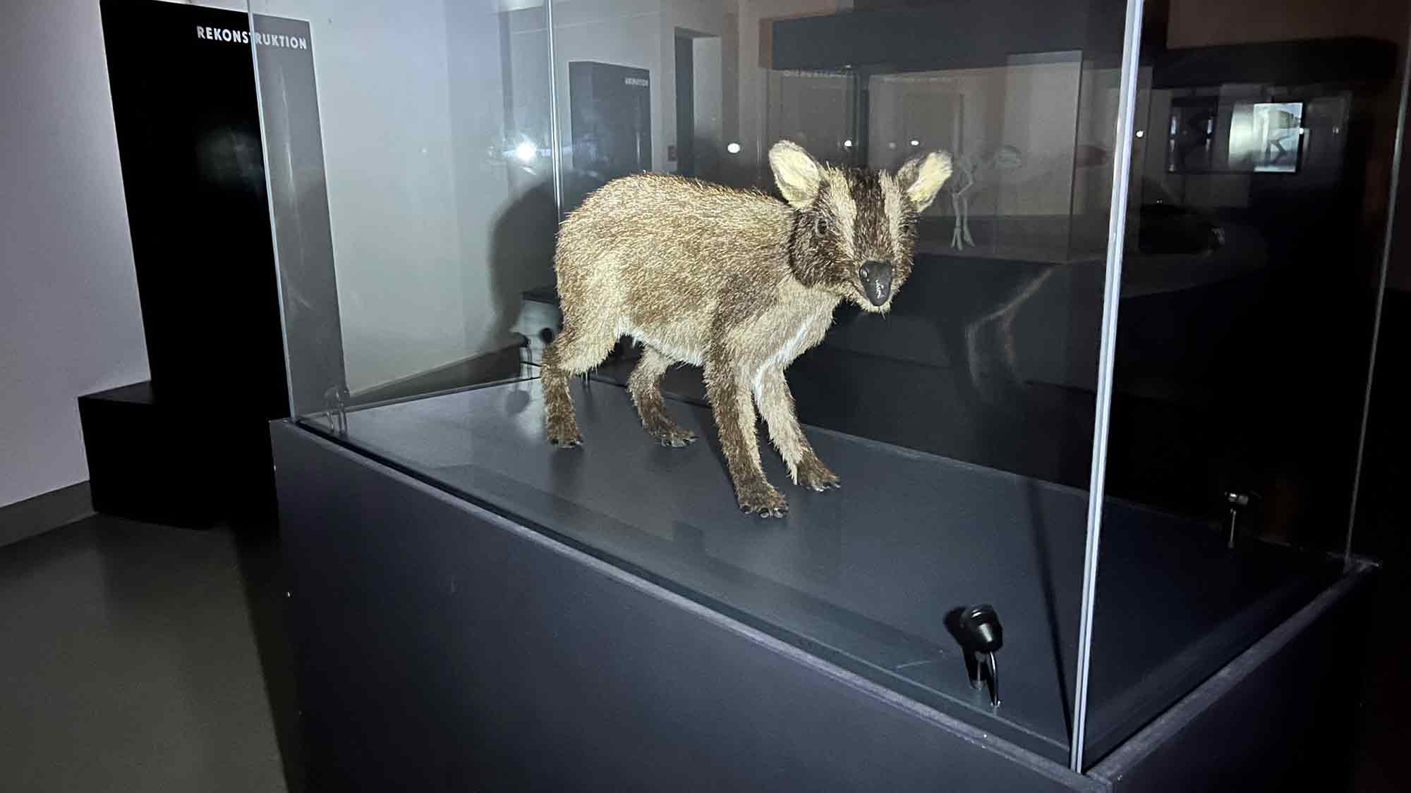 Was machen die Urpferde nachts im Museum? Taschenlampenführungen für Familien im Westfälischen Pferdemuseum Münster, 15. August und 26. September 2025 Was machen die Urpferde nachts im Museum? Taschenlampenführungen für Familien im Westfälischen Pferdemuseum Münster, 15. August und 26. September 2025
