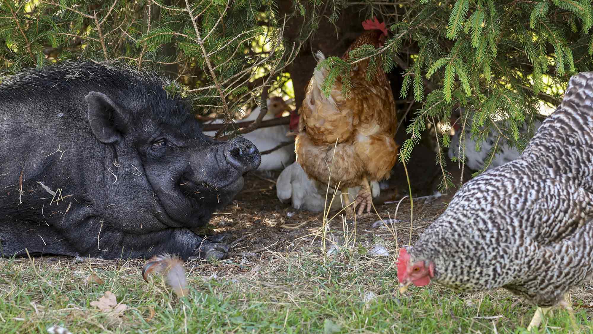 Tierschutzhof hat Geburtstag – »Achtung für Tiere« feiert Hofjubiläum Tierschutzhof hat Geburtstag – »Achtung für Tiere« feiert Hofjubiläum