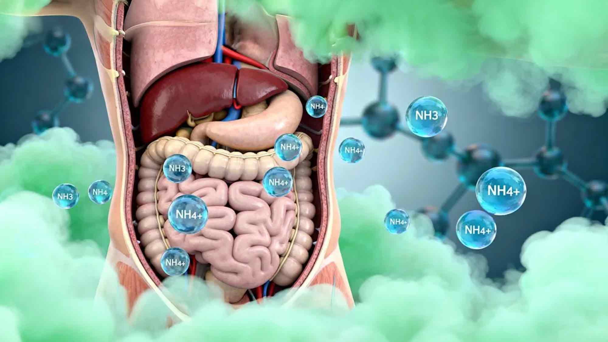 Ammonium und Ammoniak – lange unterschätzte Gefahr für Gehirn und Gesundheit Ammonium und Ammoniak – lange unterschätzte Gefahr für Gehirn und Gesundheit