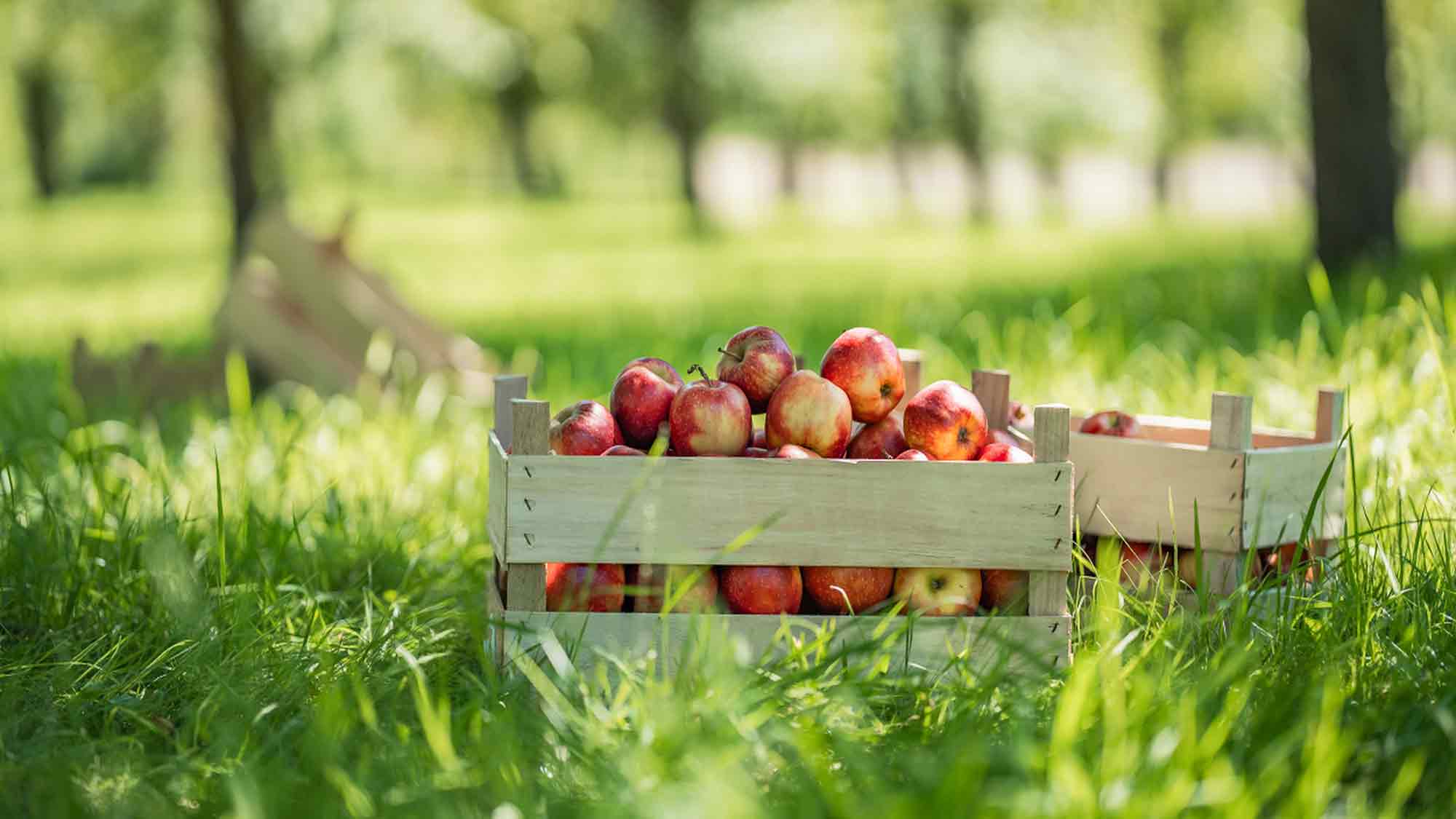 Lohnmost Aktion »Da most du hin!« Endspurt! Noch bis zum 22. Oktober 2025 Apfelannahme bei »beckers bester« in Lütgenrode Lohnmost Aktion »Da most du hin!« Endspurt! Noch bis zum 22. Oktober 2025 Apfelannahme bei »beckers bester« in Lütgenrode