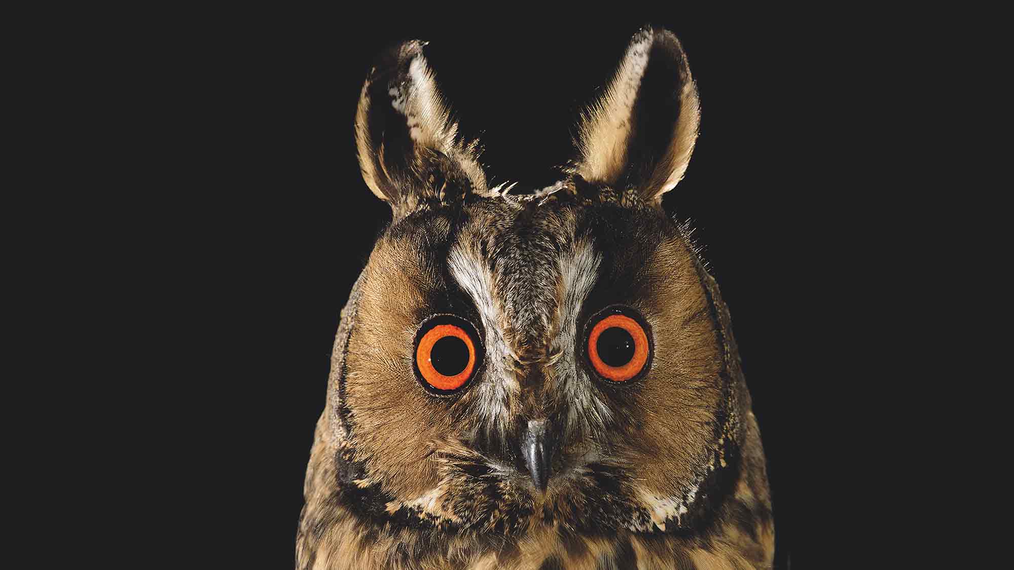 &raquo;Mythos Wald&laquo;   neue Ausstellung im Oberhausener Gasometer, 20. März bis 30. Dezember 2026