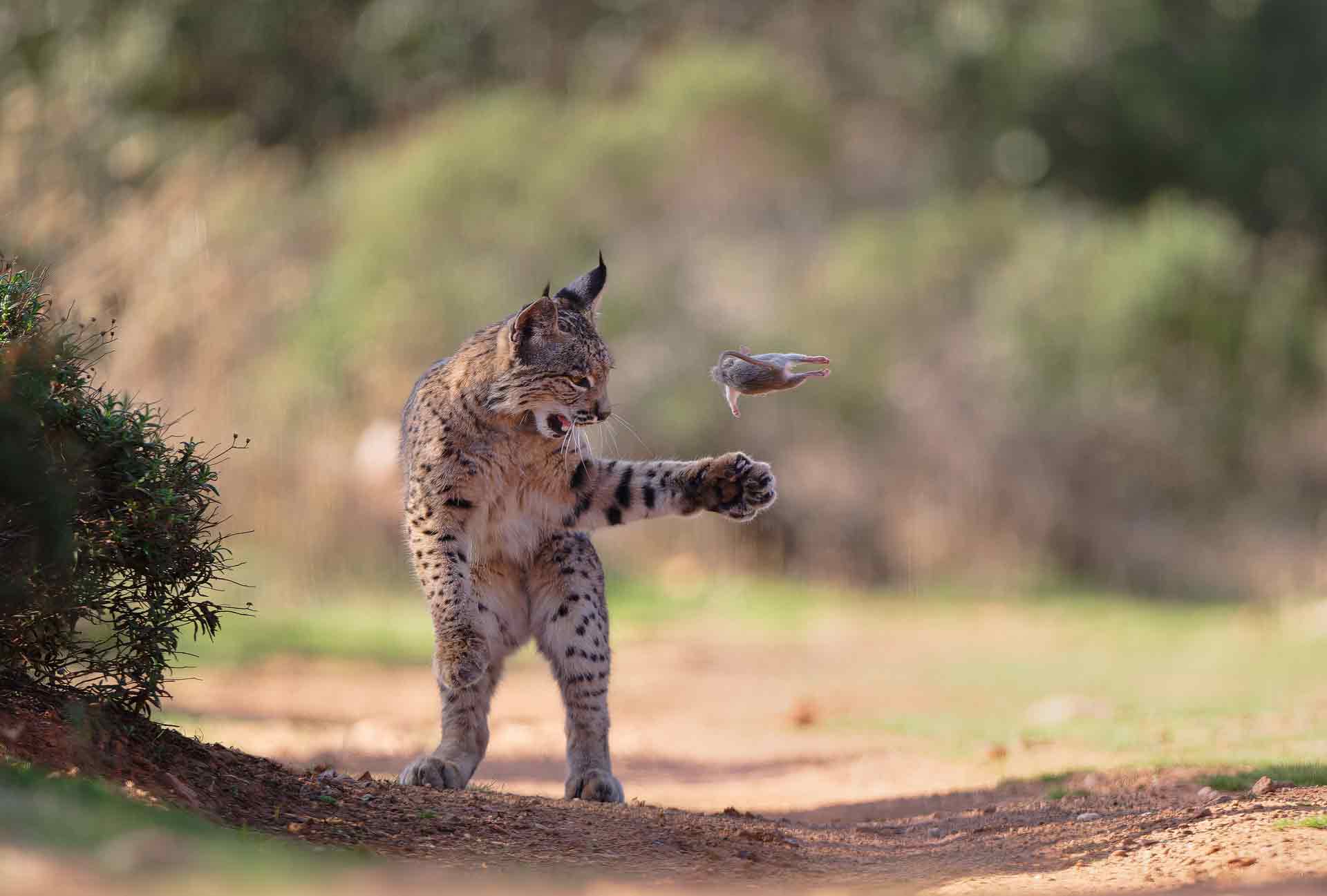 Foto eines verspielten Luchses gewinnt Publikumspreis von &raquo;Wildlife Photographer of the Year&laquo;
