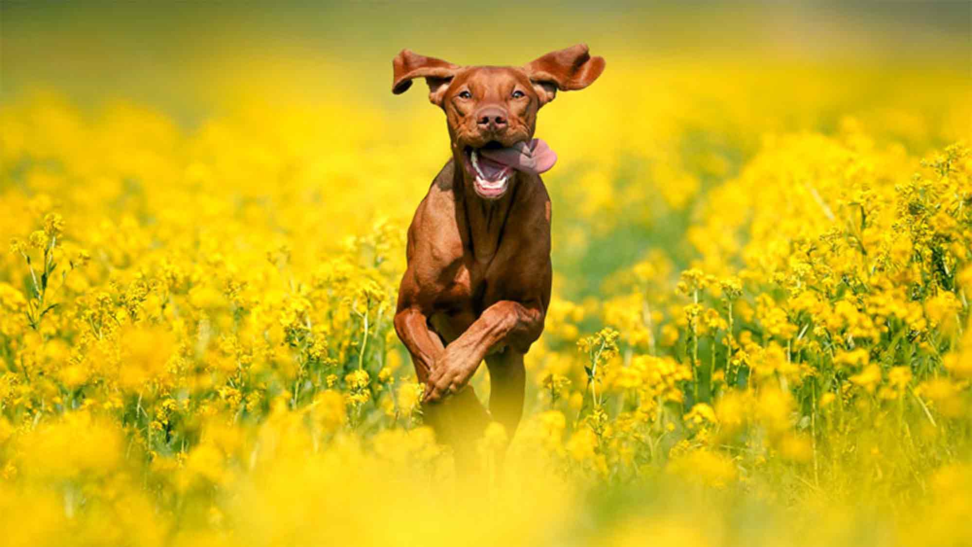 &raquo;Dogs & Fun 2026&laquo;: 3 Tage Erlebniswelt für Hund und Mensch in Dortmund, 8. bis 10. Mai 2026