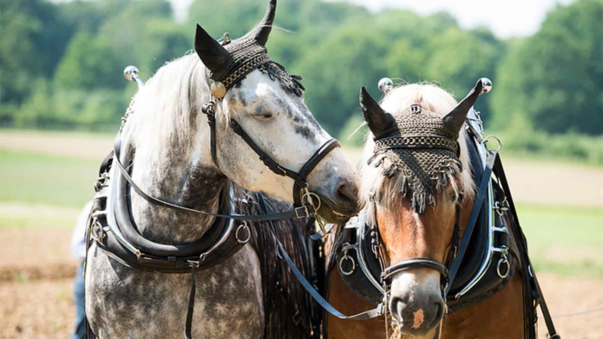 Das Pferd im Fokus – Workshop zur Pferdefotografie im Museum Abtei Liesborn, 14. August 2026