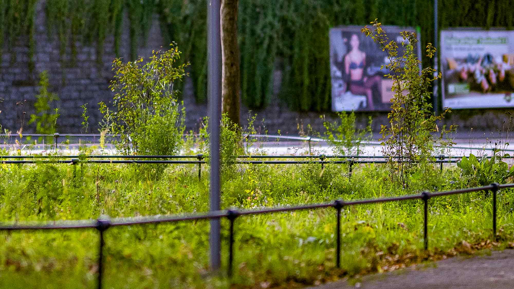 NOW Commons: entsiegelter Stohlmannplatz Gütersloh, Wildwiese … NOW Commons: entsiegelter Stohlmannplatz Gütersloh, Wildwiese …