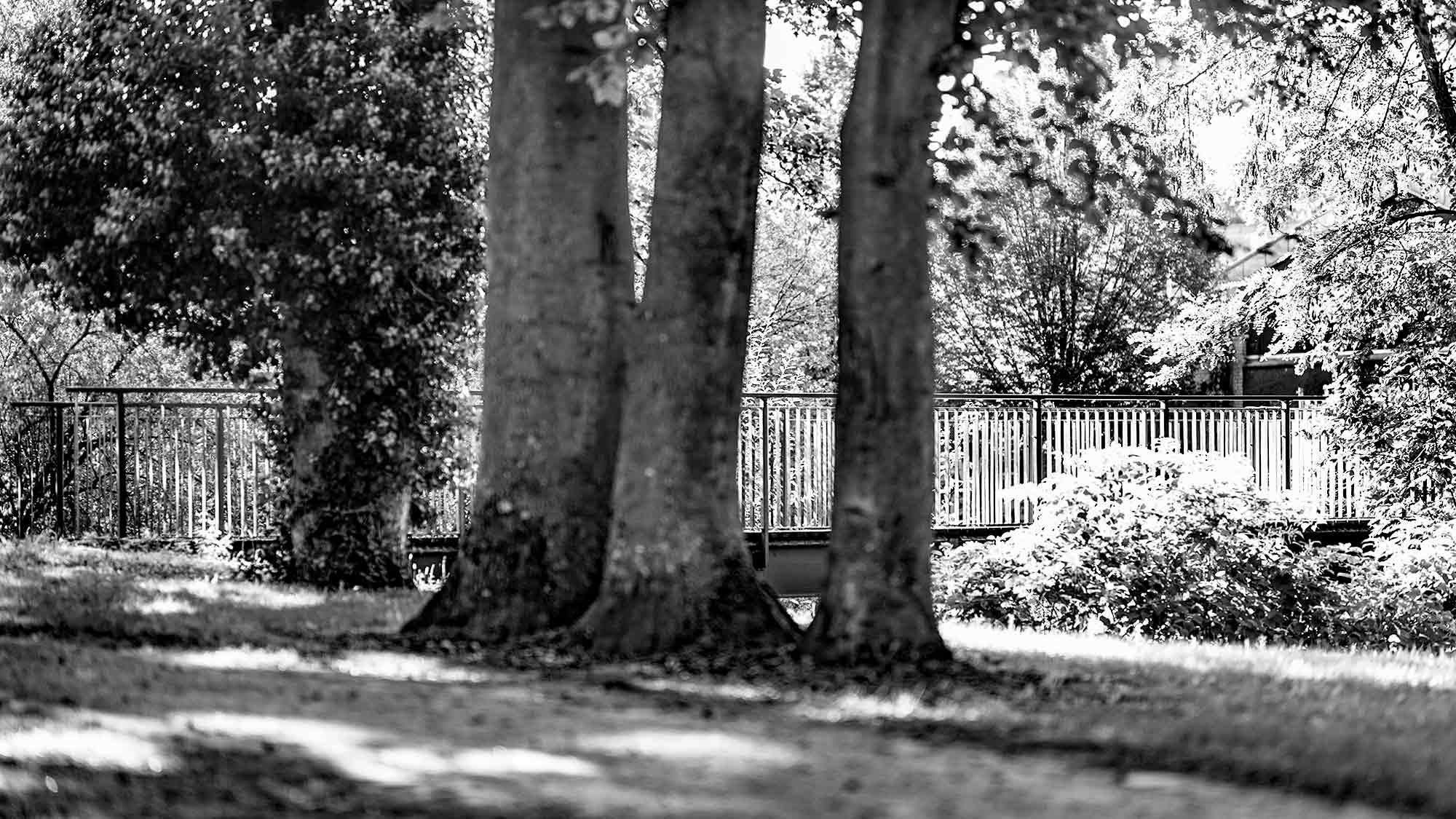 NOW Commons: »Tres Hombres« im Dalkepark Gütersloh, seltene Dreier Baumkonstellation NOW Commons: »Tres Hombres« im Dalkepark Gütersloh, seltene Dreier Baumkonstellation