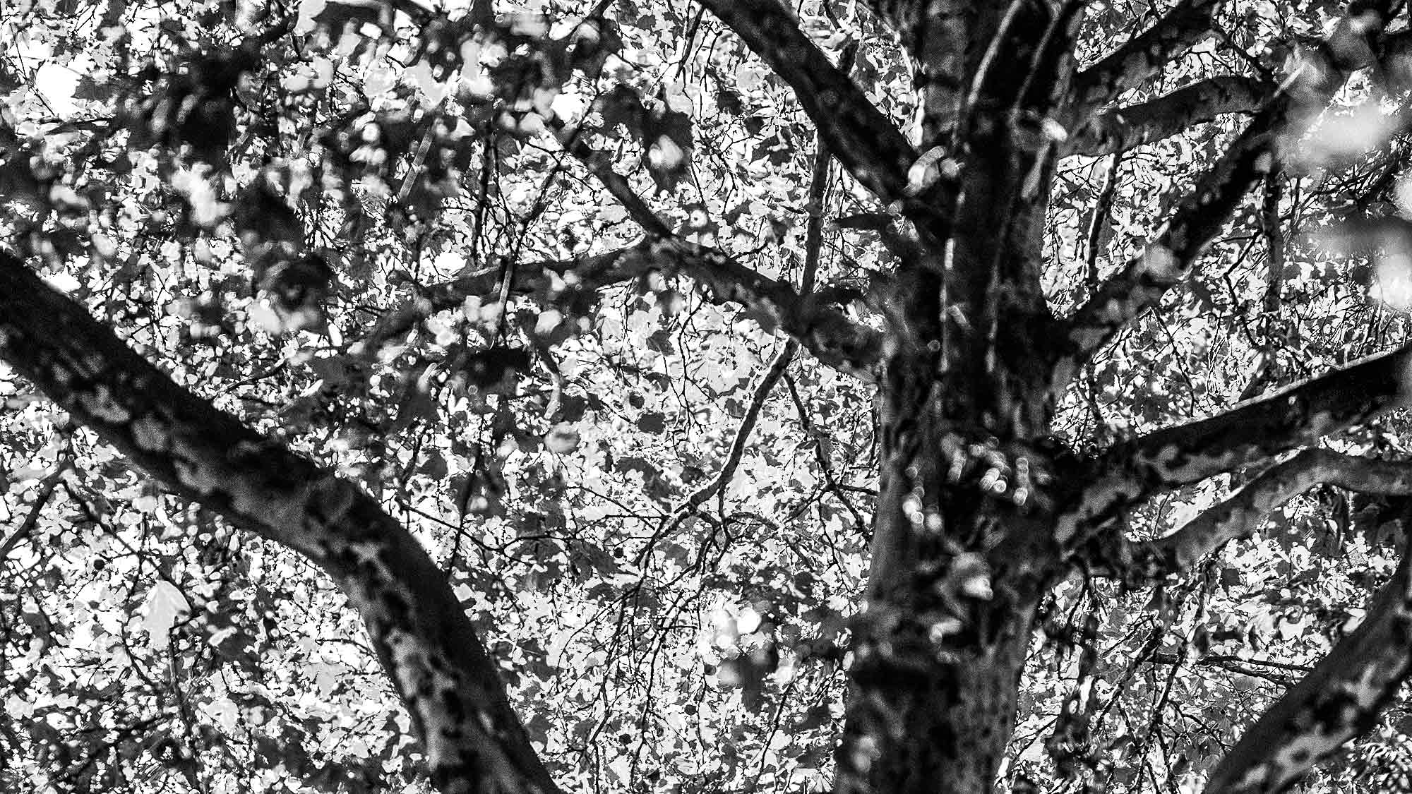 NOW Commons: Bäume in Gütersloh im Frühherbst …