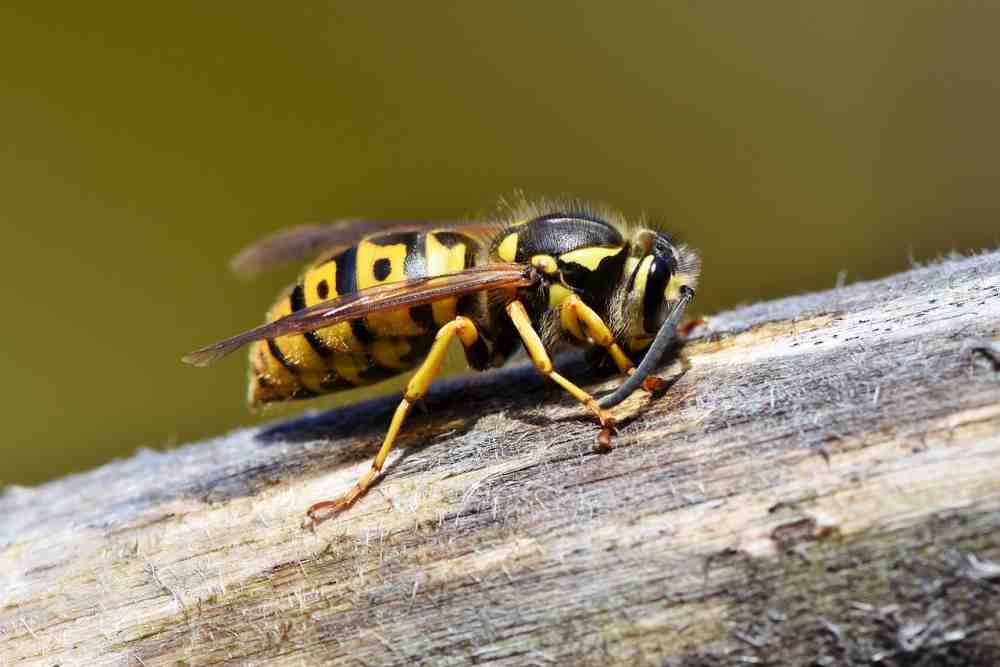 »NABU«: weniger Wespen, mehr Holzbienen