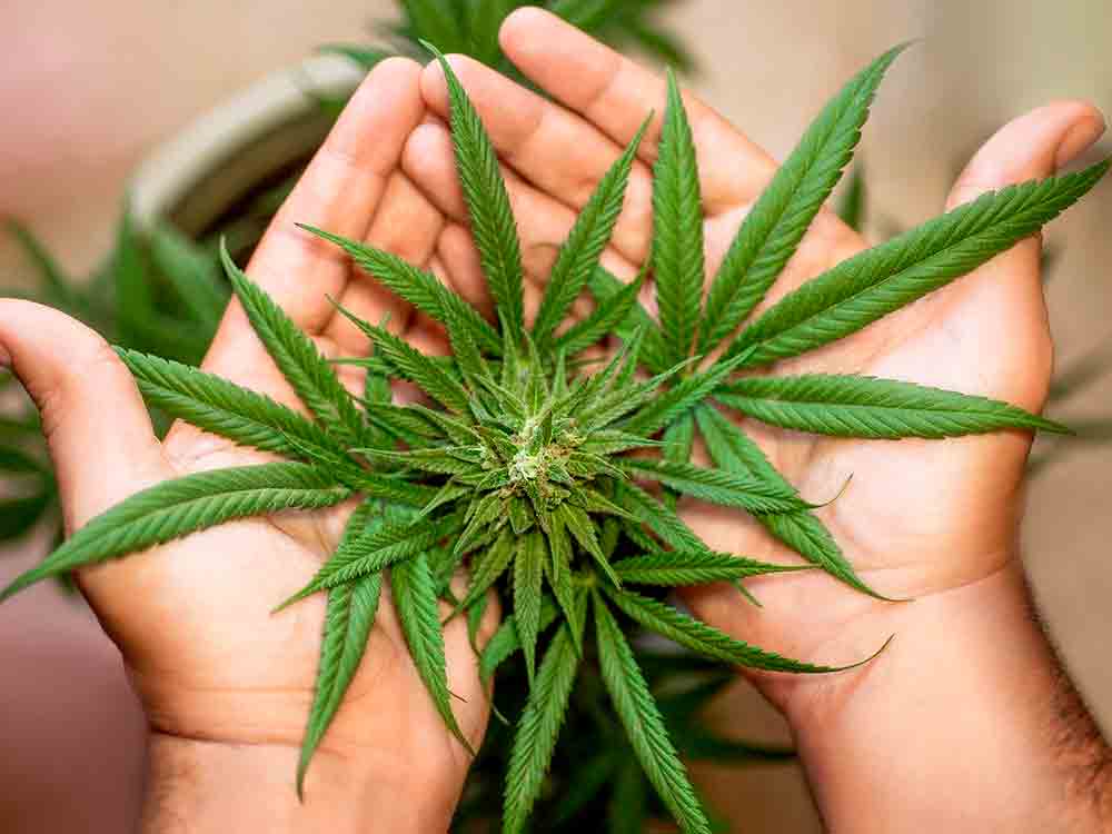 Cannabis: Grünes Gold – das müssen Sie wissen