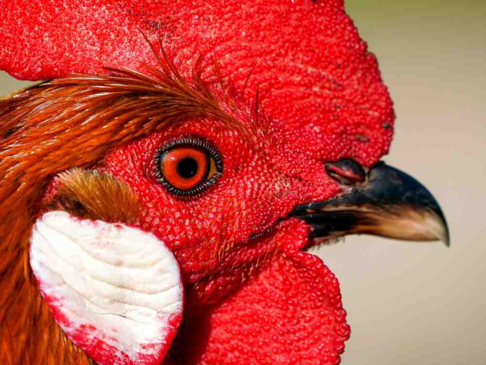 Rheda-Wiedenbrück, Rheda Wiedenbrücker Unternehmen schließt sich der Europäischen Masthuhn Initiative an Rheda-Wiedenbrück, Rheda Wiedenbrücker Unternehmen schließt sich der Europäischen Masthuhn Initiative an
