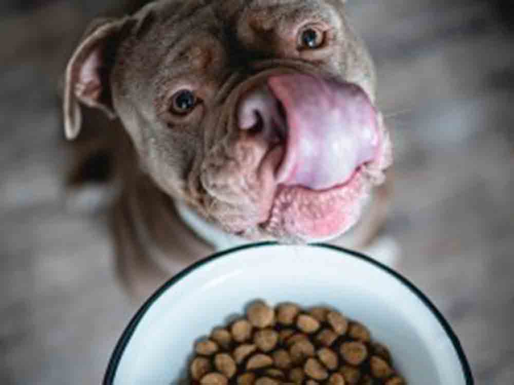 Mythen rund um die Hundeernährung erklärt, wie gesund ist Hundefutter mit Insektenprotein wirklich? Mythen rund um die Hundeernährung erklärt, wie gesund ist Hundefutter mit Insektenprotein wirklich?