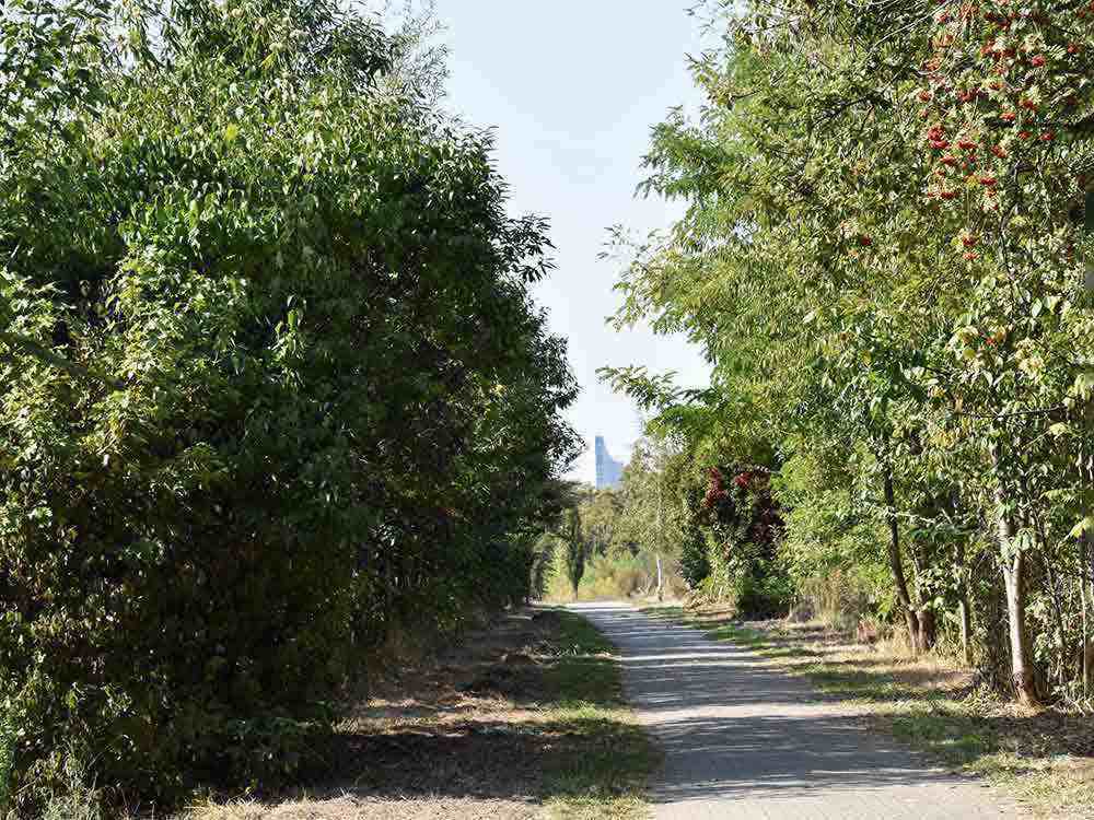 Tag des Waldes am 21. März 2022, Urbane Wälder für mehr Lebensqualität in Städten