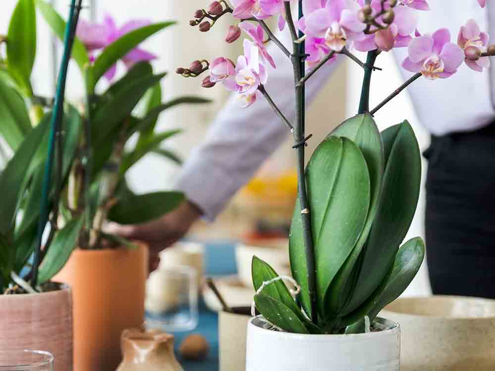Muttertag? Ja bitte! Mit floralen Geschenken wie Orchideen liegt man am 8. Mai 2022 garantiert richtig