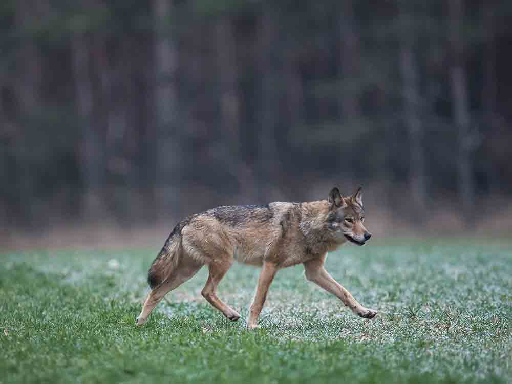 NABU zeigt, wo in Europa Wölfe leben, zum Tag des Wolfes am 30. April bringt der NABU eine aktuelle interaktive Karte zu Wolfsvorkommen heraus NABU zeigt, wo in Europa Wölfe leben, zum Tag des Wolfes am 30. April bringt der NABU eine aktuelle interaktive Karte zu Wolfsvorkommen heraus