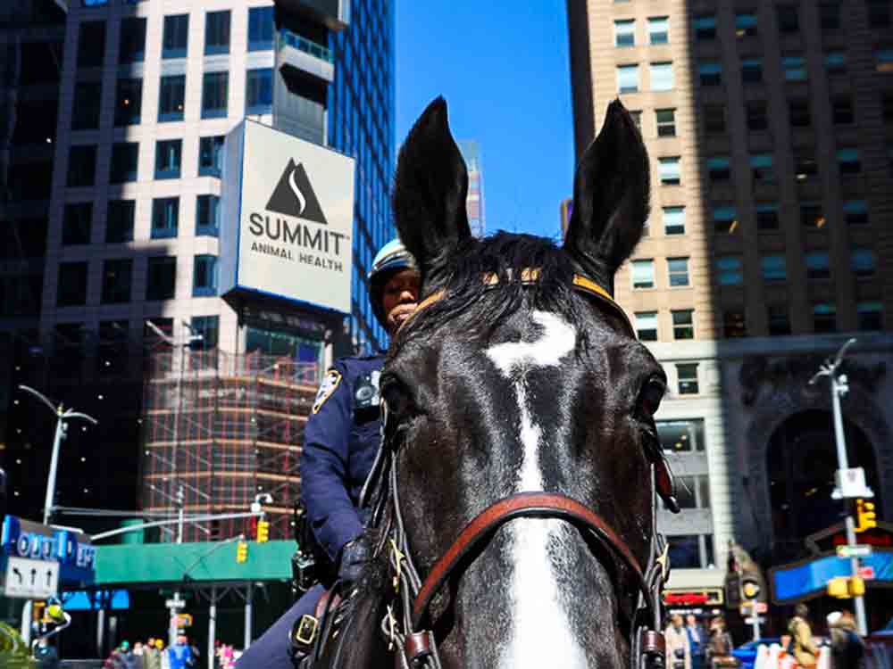 NYPD Police Horses Will Be Prancing on Broadway, Check Out Their Moves!