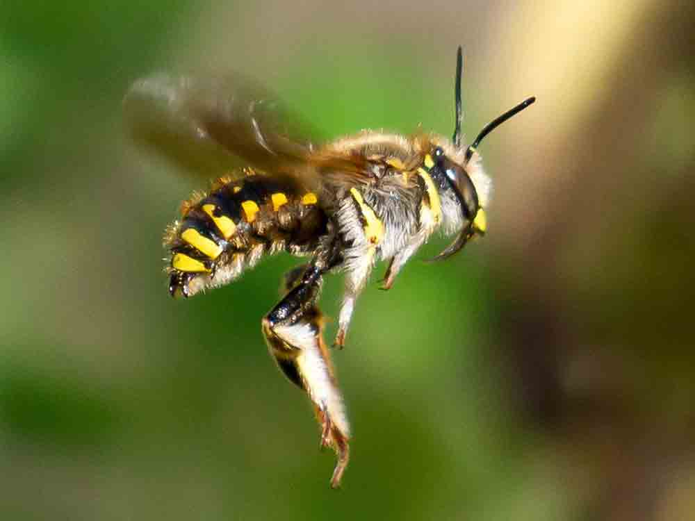 Hummeln, Bienen & Co. melden, Aufruf für Bioblitz 2022, planzenbestäubende Insekten