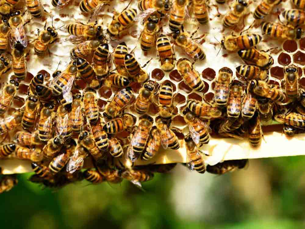 Von Bienen, Summstoff und Genussrechten