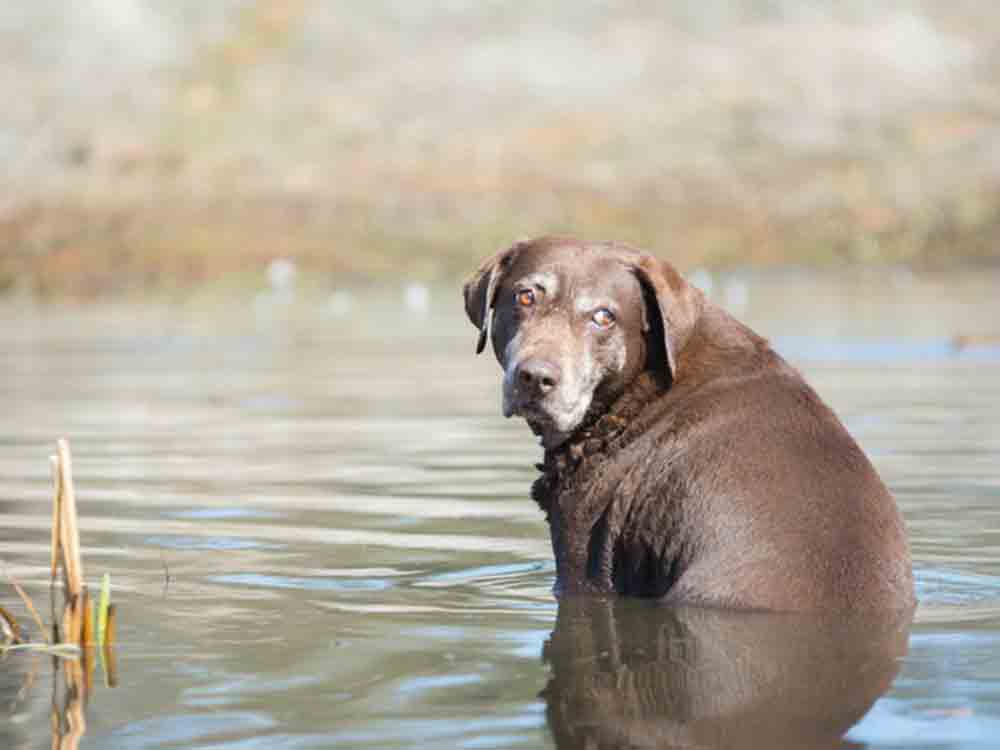 Bundesverband für Tiergesundheit, der herzkranke Hund im Sommer