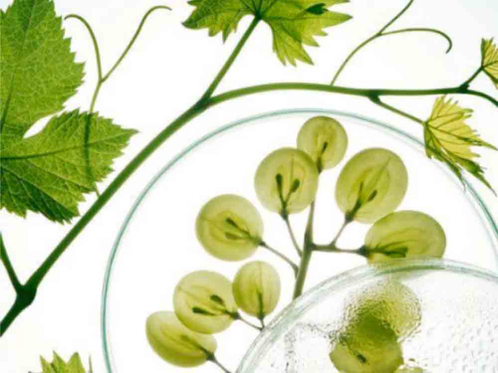 M. Asam Vino Gold, zeitlose Schönheit mit patentierter Traubenkraft im neuen Look M. Asam Vino Gold, zeitlose Schönheit mit patentierter Traubenkraft im neuen Look