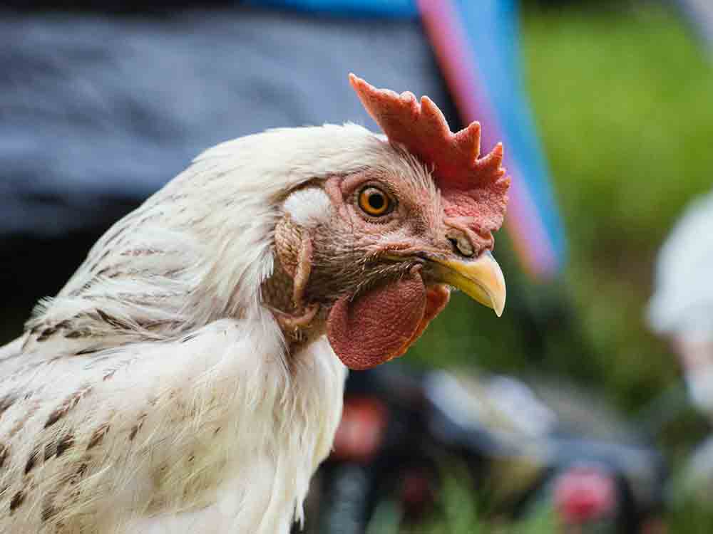Der Masthuhn Report 2022, Systemgastronomie im Check, Tierschutzstandards für Hühner bei 10 deutschen Fast Food Ketten im Vergleich