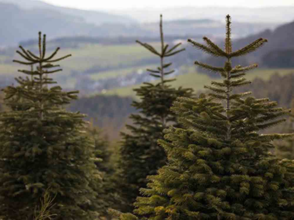 Eine Kunst, die selten gelingt: Weihnachtsbäume selbst anbauen