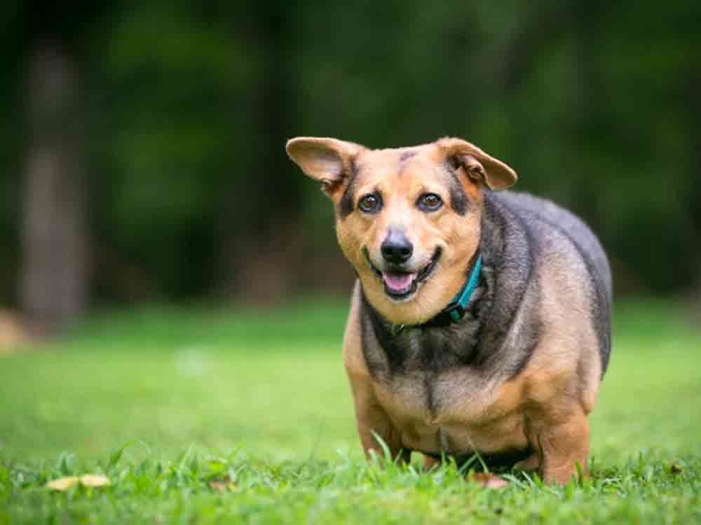Bundesverband für Tiergesundheit: Wenn der Hund zu dick ist: Abspecken lohnt sich