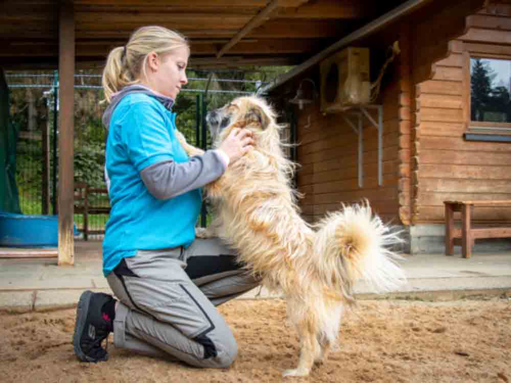 Rekordeinnahmen bei Hundesteuer: Deutscher Tierschutzbund fordert Unterstützung für Tierheime Rekordeinnahmen bei Hundesteuer: Deutscher Tierschutzbund fordert Unterstützung für Tierheime