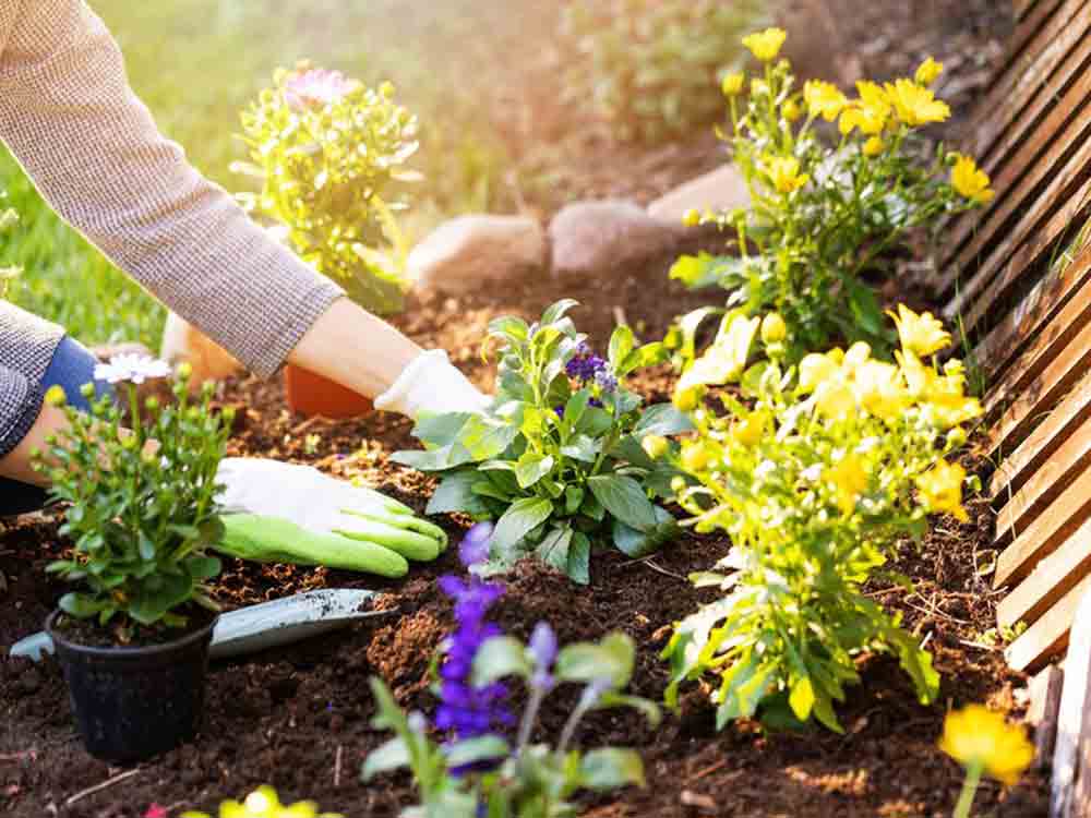 Mit grünem Daumen und gutem Gewissen, Tipps für das nachhaltige, umweltbewusste und insektenfreundliche Gärtnern