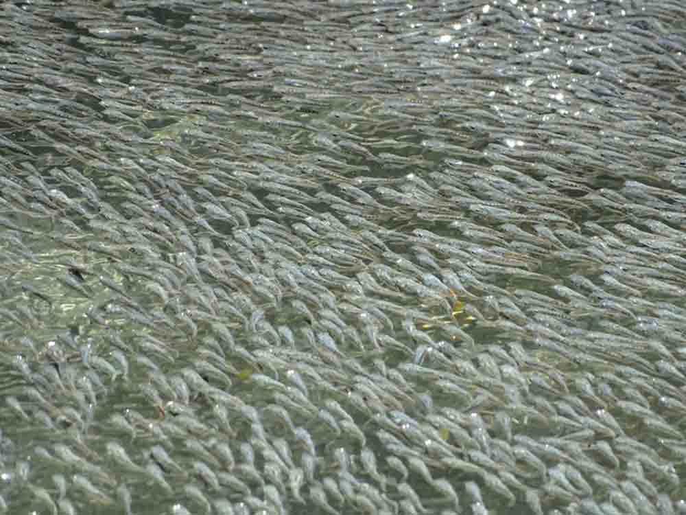 Fischschwärme funktionieren ähnlich wie das Gehirn, Leibniz Institut für Gewässerökologie und Binnenfischerei (IGB) Fischschwärme funktionieren ähnlich wie das Gehirn, Leibniz Institut für Gewässerökologie und Binnenfischerei (IGB)
