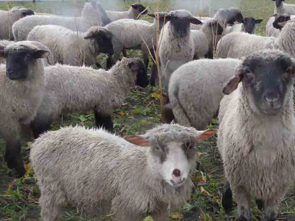 Schafe in Not, Tierärztin: Schafhaltung im Kreis ist oft Tierquälerei, Veterinäramt lässt Tiere im Regen stehen