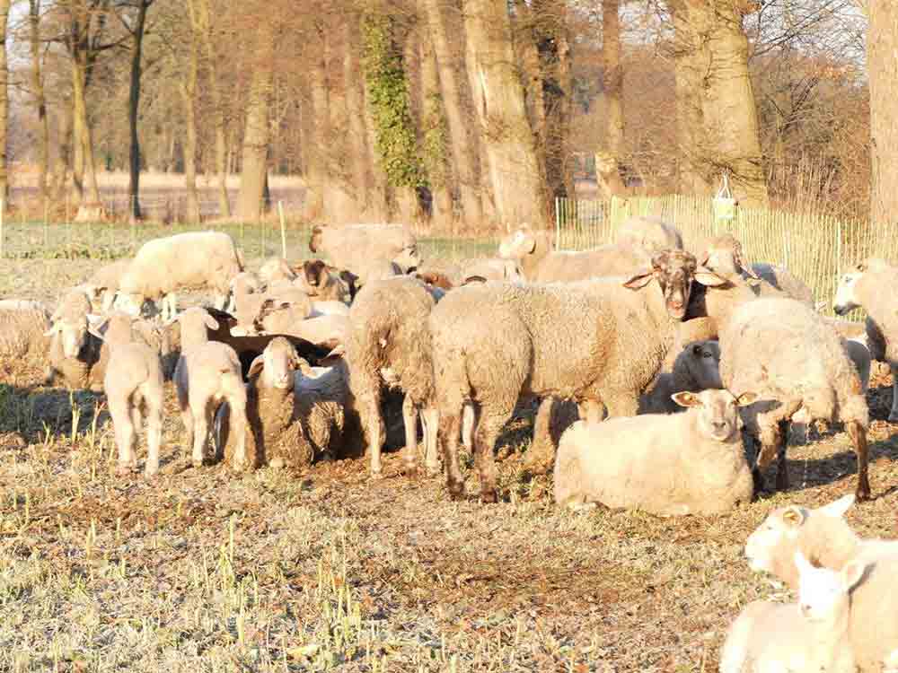 »Ich habe eigentlich noch nie Schafe gesehen, denen es gut geht«, Tierärztin macht Dauermeldung beim Veterinäramt, Rietberg