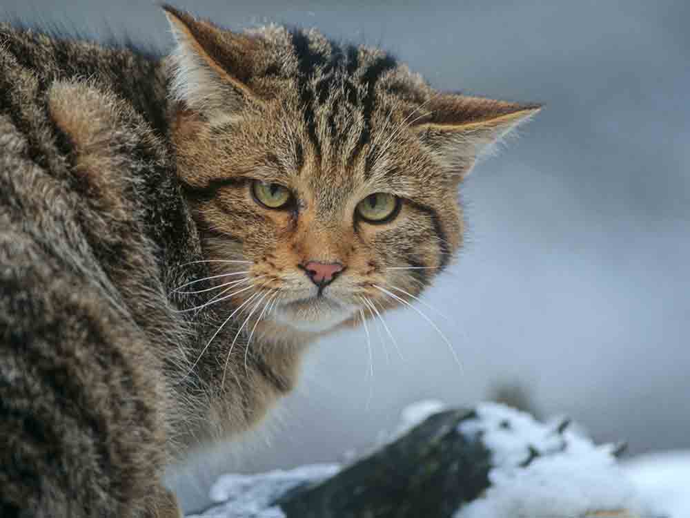 BUND startet Projekt »Wildkatzenwälder von morgen« – Umweltministerin Lemke überreicht Förderbescheid
