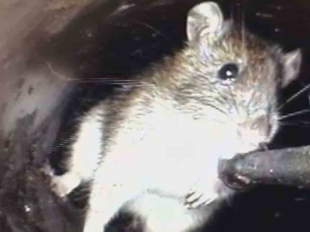 Gemeindeverwaltung Herzebrock Clarholz rät zur Vorbeugung gegen Ratten, Nahrungsmittel und Tierfutter richtig entsorgen Gemeindeverwaltung Herzebrock Clarholz rät zur Vorbeugung gegen Ratten, Nahrungsmittel und Tierfutter richtig entsorgen