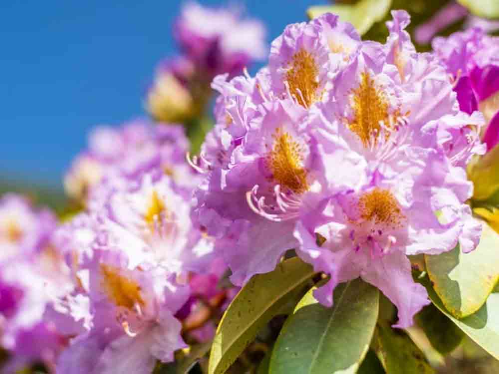 Rhododendronparkfest im Ostseeheilbad Graal Müritz, 19. bis 21. Mai 2023