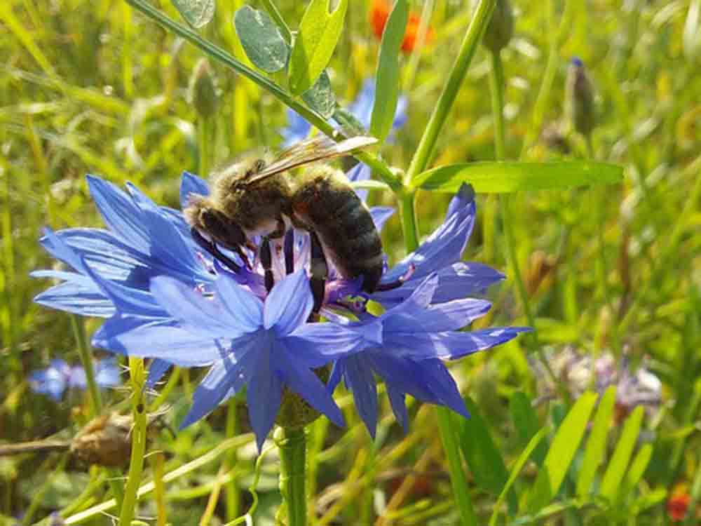 Doc Arnika unterstützt Projekte zum Erhalt der Artenvielfalt, Pflanzenschutz ist Bienenschutz – und umgekehrt, Hermes Arzneimittel