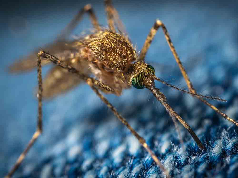 Tropische Mücken in Deutschland: Wie groß ist die Gefahr? Zavamed, Zava Report