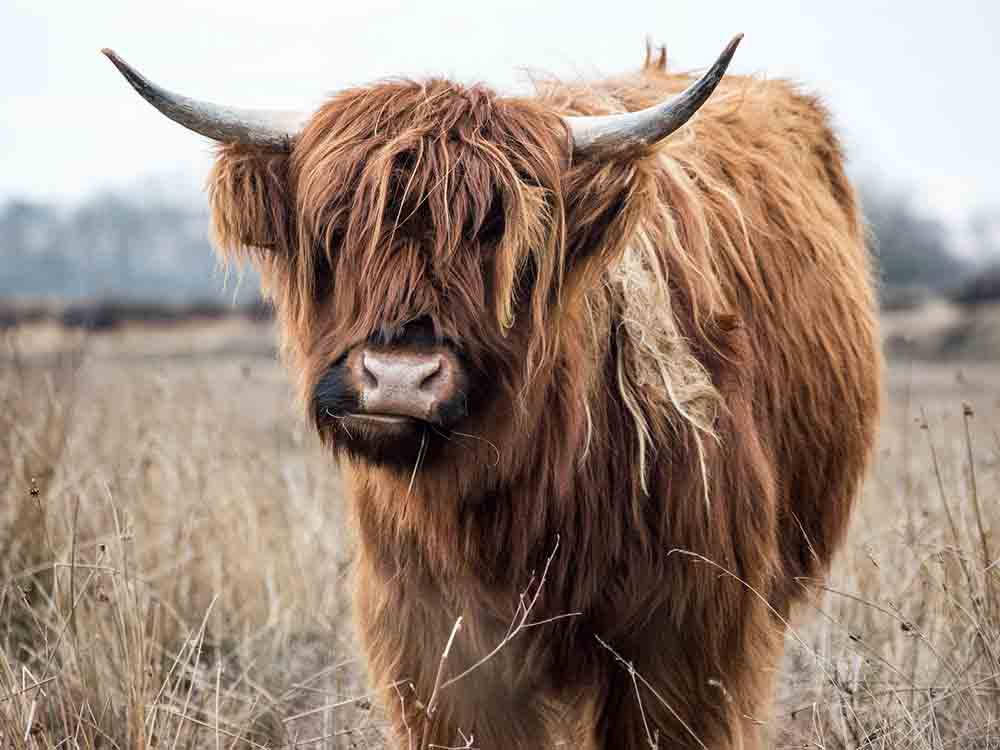 Aus Gründen wird die Kultur zerstört und vernichtet, die Königlich Kanadischen Yakreiter im Kilt