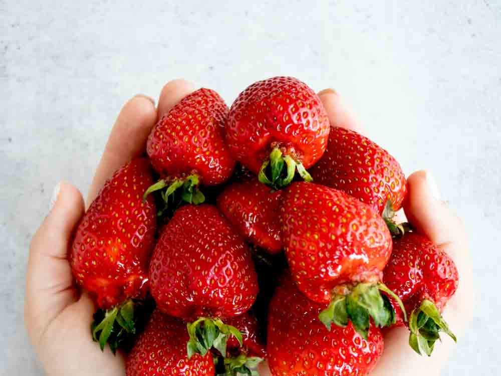 Campact, keine Dürre Erdbeeren aus Spanien: 140.000 Menschen fordern Verkaufsstopp in deutschen Supermärkten Campact, keine Dürre Erdbeeren aus Spanien: 140.000 Menschen fordern Verkaufsstopp in deutschen Supermärkten