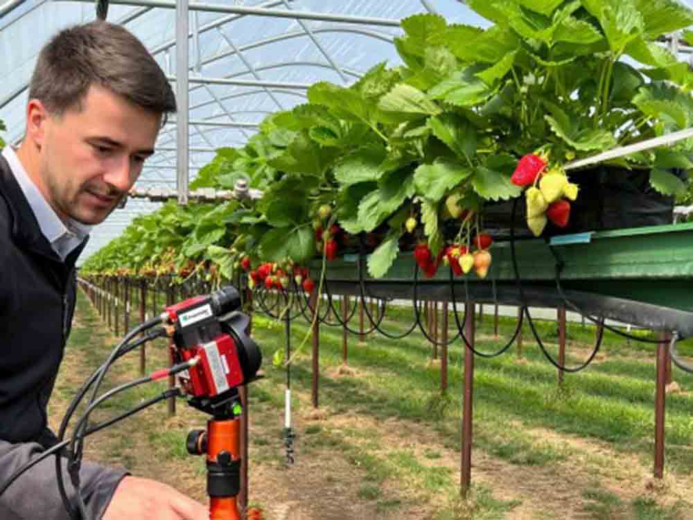 Fraunhofer entwickelt automatisierte Prozesse und digitale Lösungen für den Erdbeeranbau der Zukunft