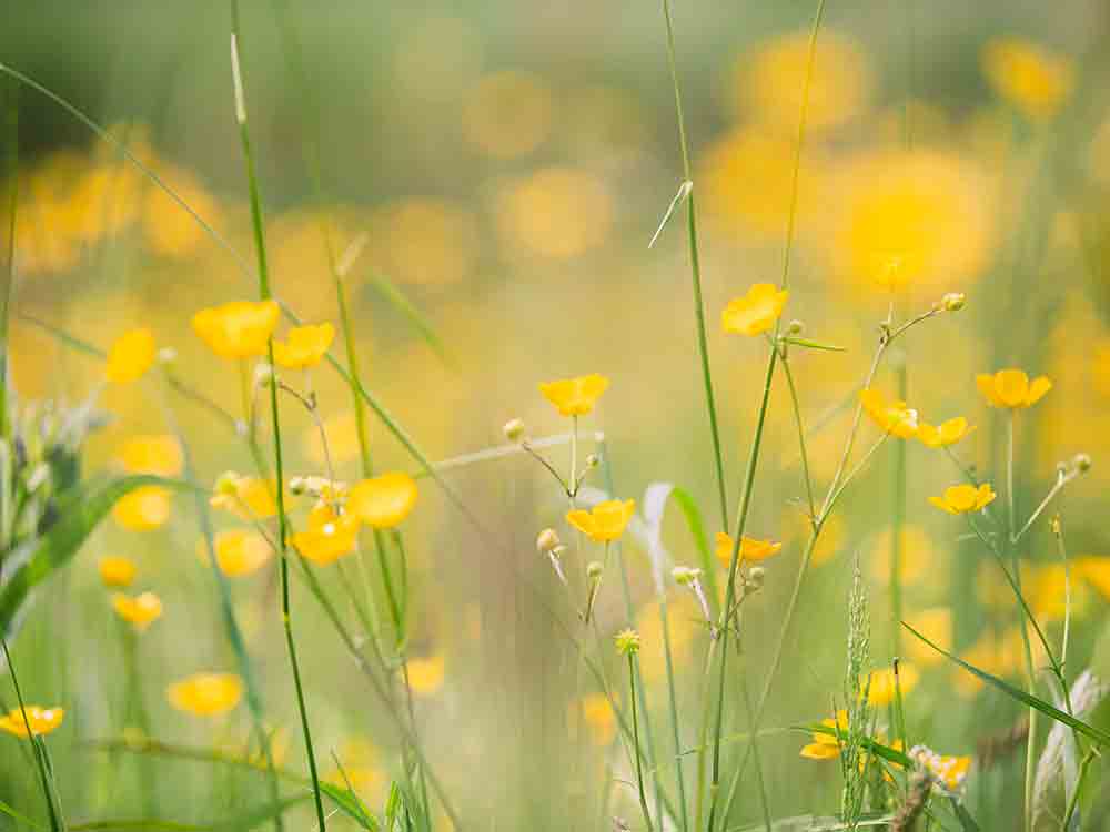 Deutsche Wildtier Stiftung: Wer Butterblumen einen Platz im Garten einräumt, hilft der Hahnenfuß Scherenbiene