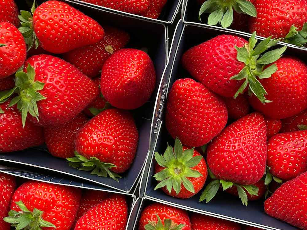 Foodwatch und Campact fordern Verkaufsstopp für Dürre Erdbeeren aus Spanien, Protestaktion an deutsche Supermärkte gestartet Foodwatch und Campact fordern Verkaufsstopp für Dürre Erdbeeren aus Spanien, Protestaktion an deutsche Supermärkte gestartet