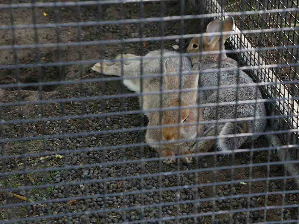 Wieder Missstände bei Tierhaltung im Gartenschaupark Rietberg, Offener Brief, Verein Achtung für Tiere