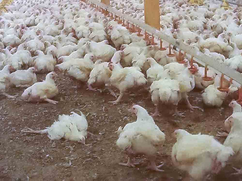 Albert Schweitzer Stiftung für unsere Mitwelt: »Lidl GB lügt, Discounter bezieht doch Hühnerfleisch von Betreiber der Horror Farm« Albert Schweitzer Stiftung für unsere Mitwelt: »Lidl GB lügt, Discounter bezieht doch Hühnerfleisch von Betreiber der Horror Farm«