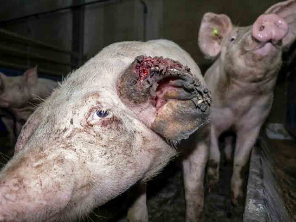 Deutsches Tierschutzbüro: »Versteckte Videoaufnahmen belegen: Tönnies Zulieferer quält Schweine und lässt einige absichtlich verhungern« Deutsches Tierschutzbüro: »Versteckte Videoaufnahmen belegen: Tönnies Zulieferer quält Schweine und lässt einige absichtlich verhungern«